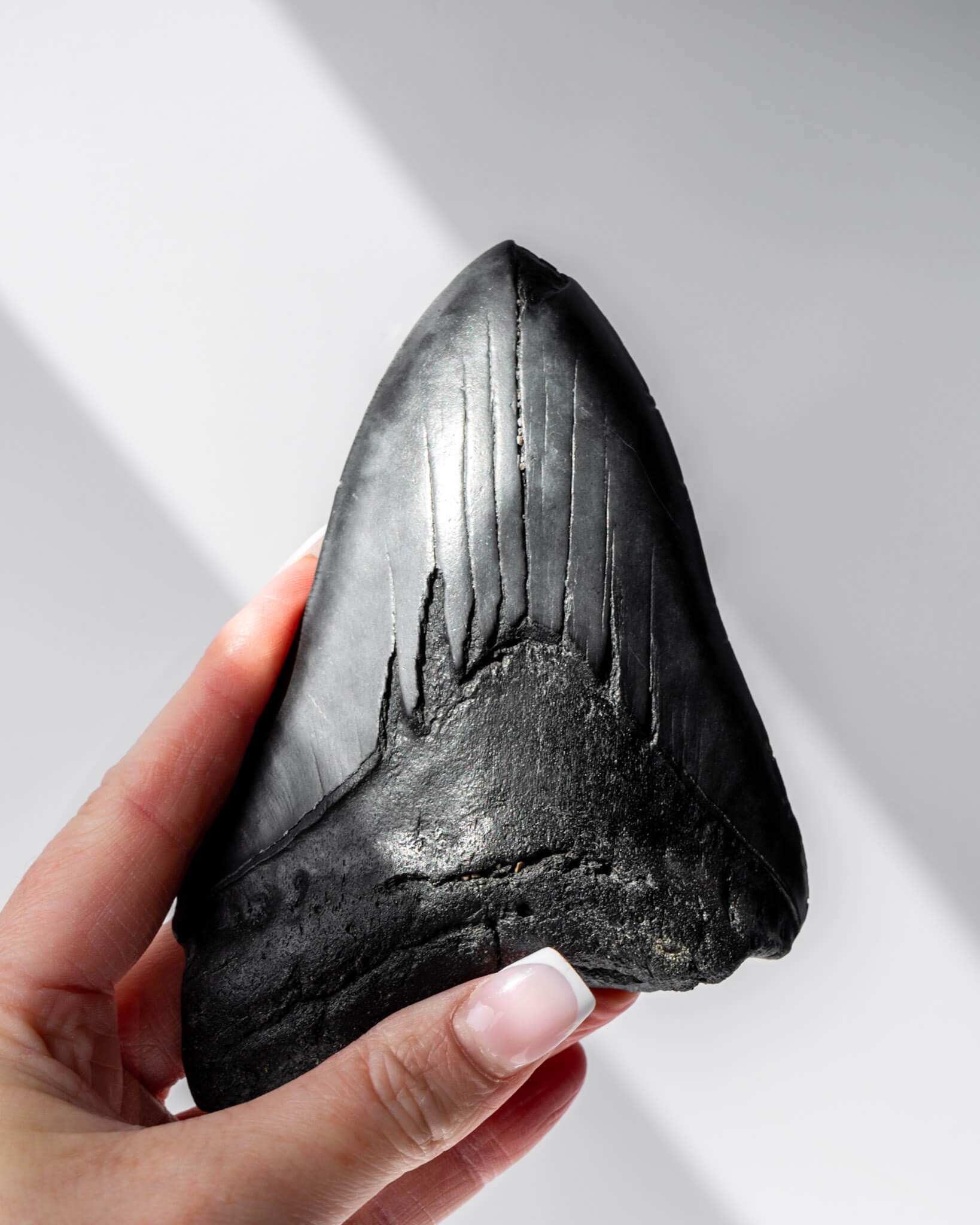 Megalodon Shark Tooth Healing Crystal