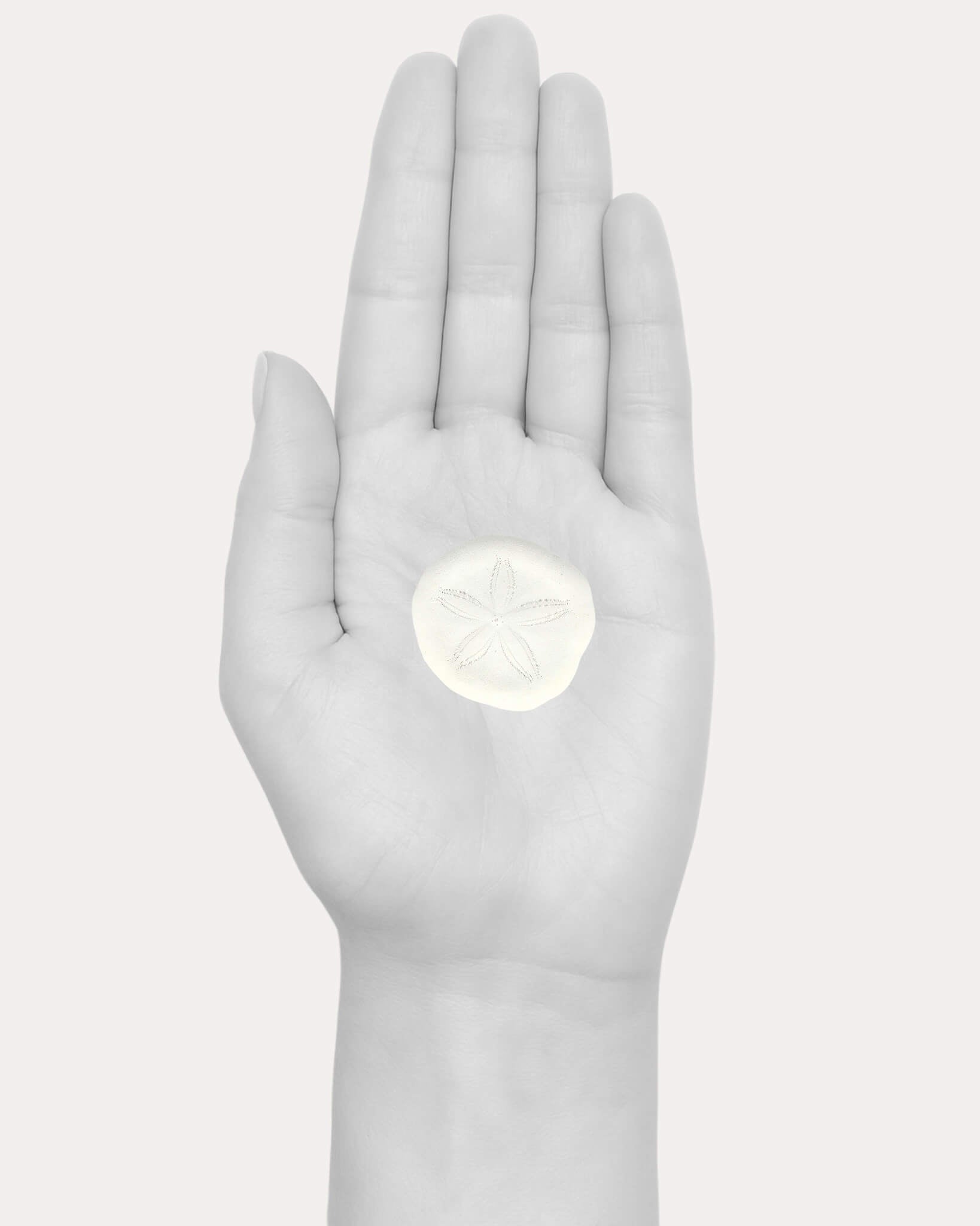 Sand Dollar