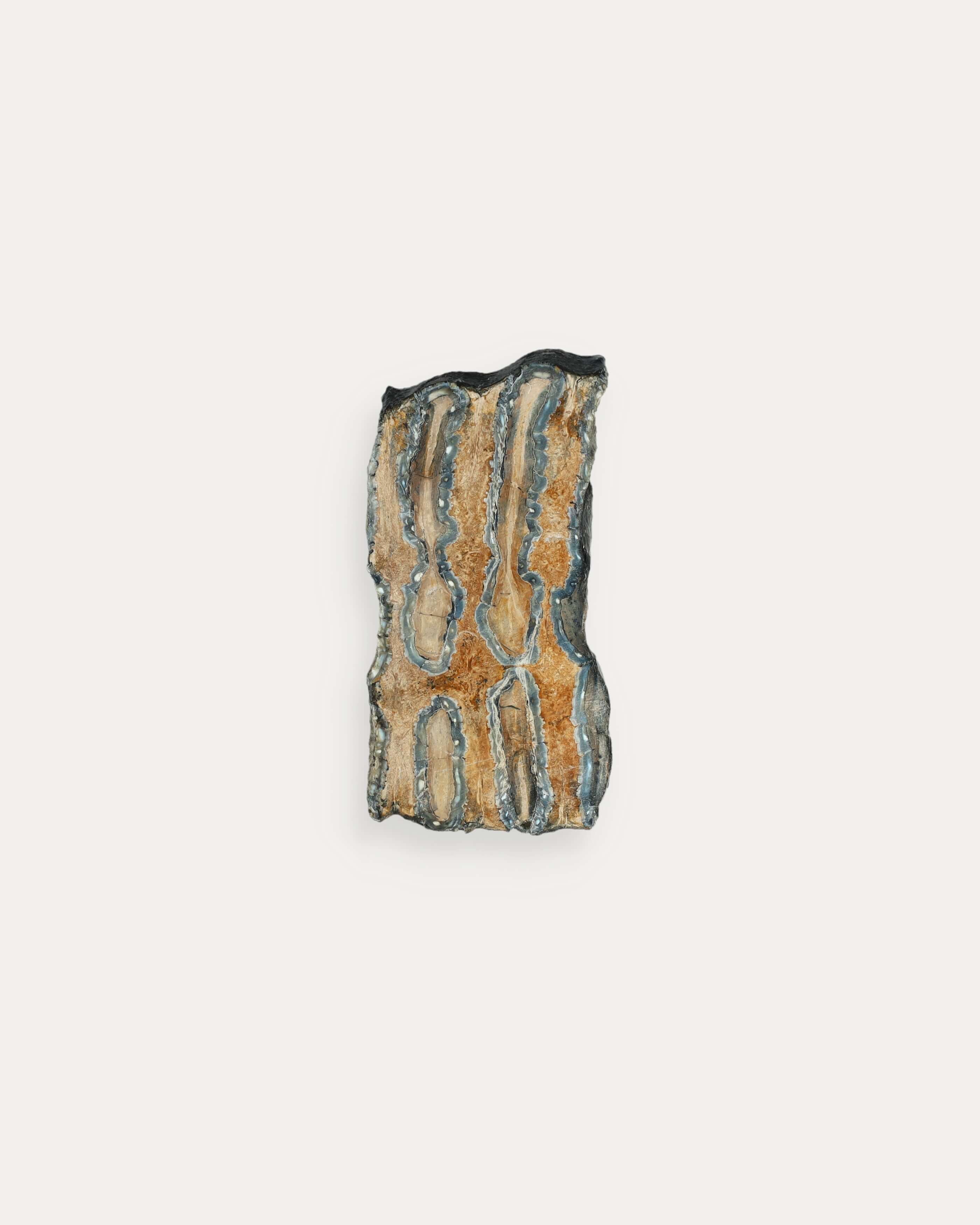 Mammoth Tooth Slice - 60
