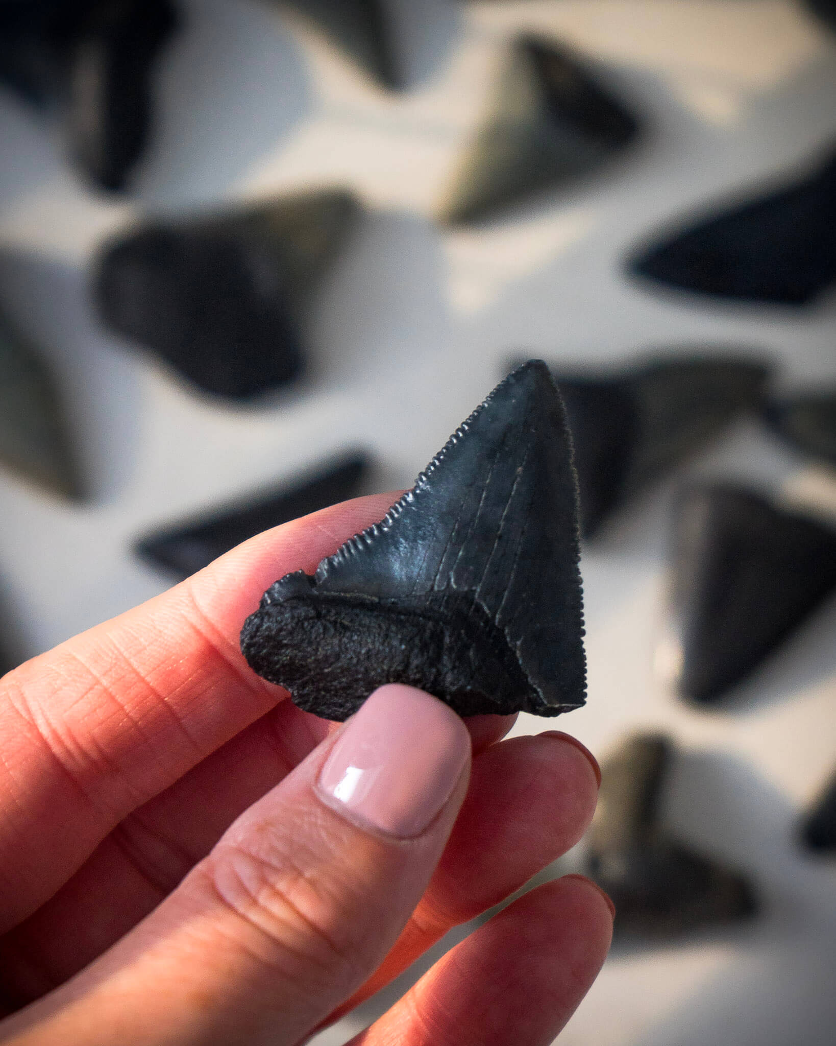 Megalodon Shark Tooth