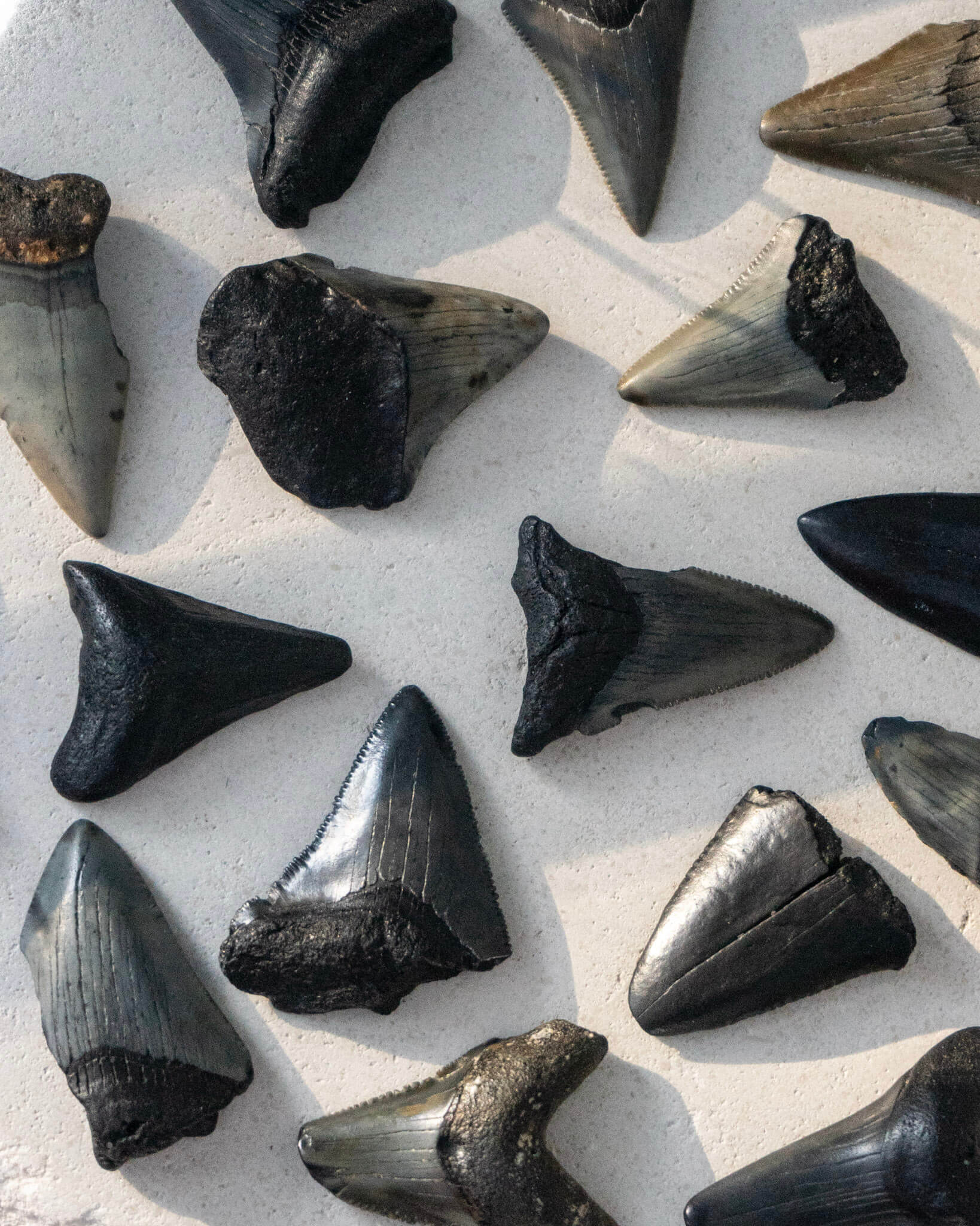 Megalodon Shark Tooth