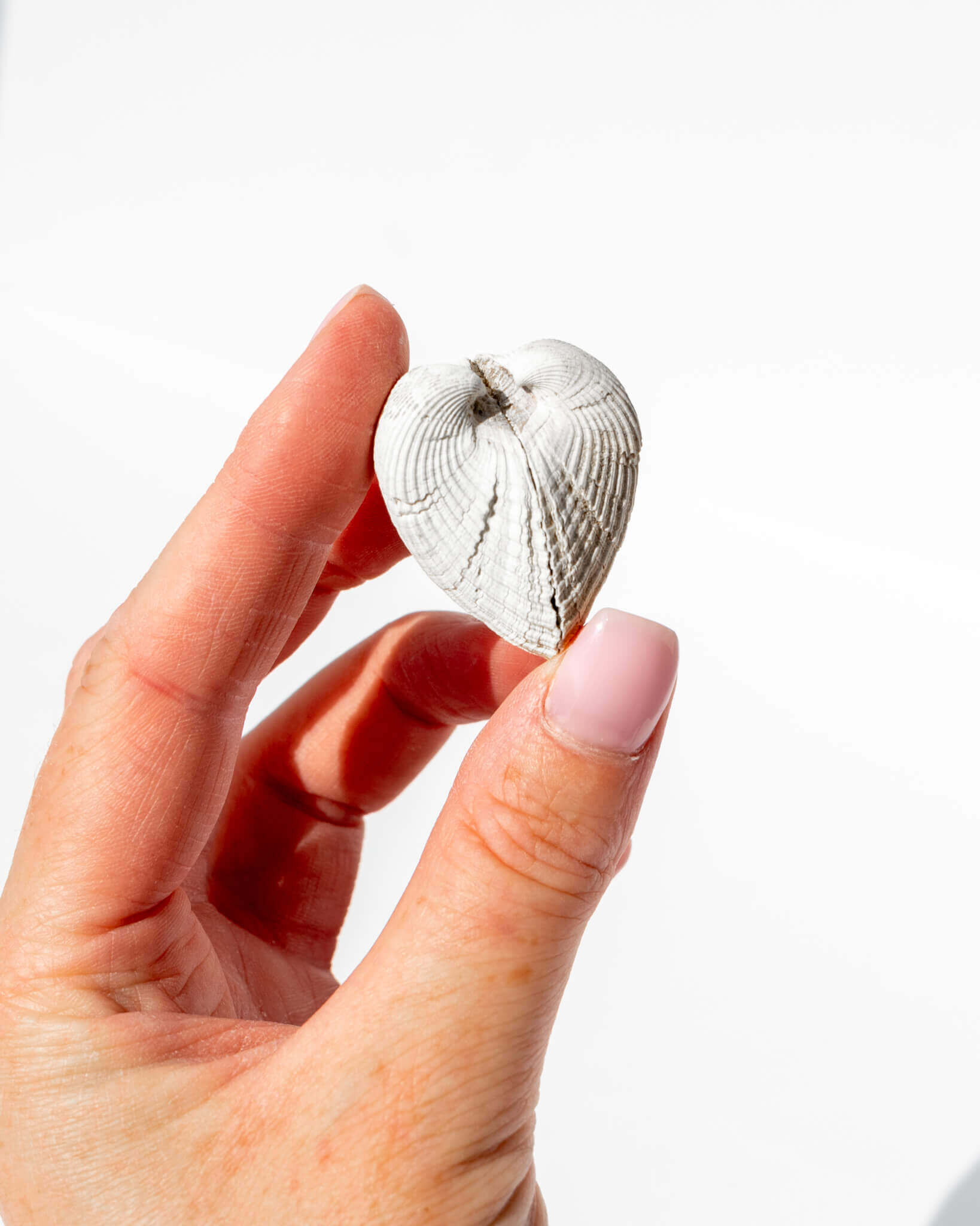 Americardia Media Piloceno Shell Healing Crystal