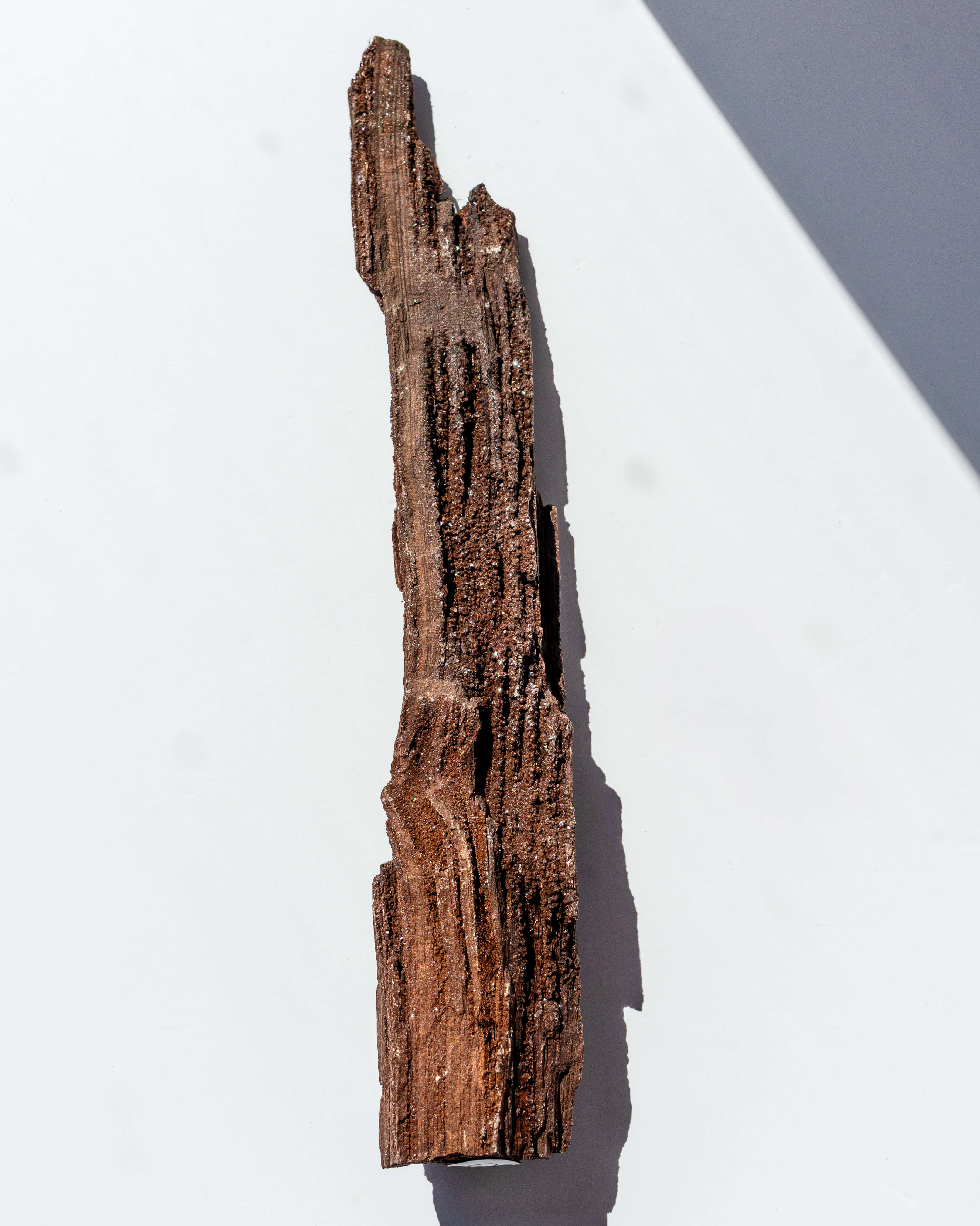 Petrified Mammoth Wood - 40