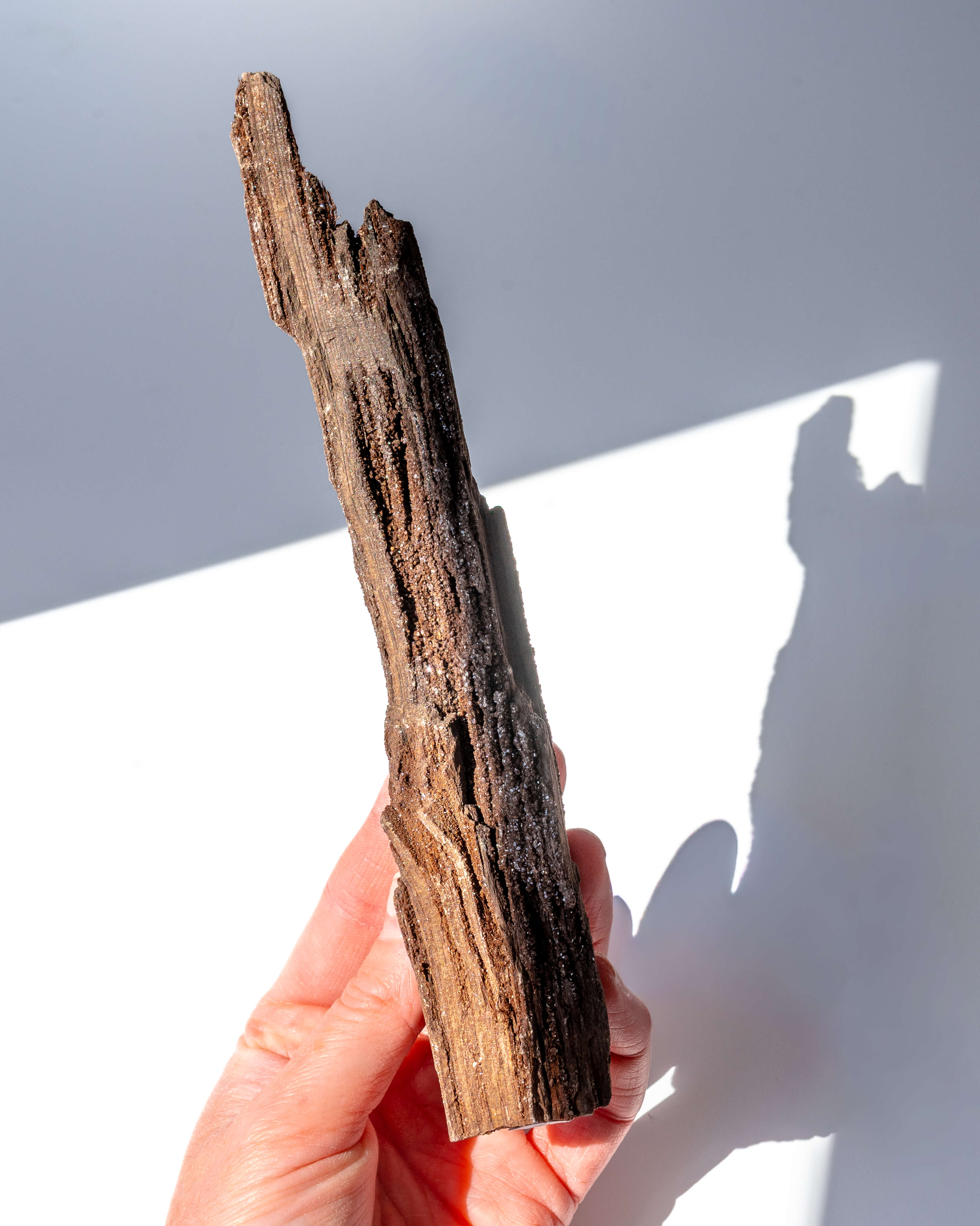 Petrified Mammoth Wood - 40