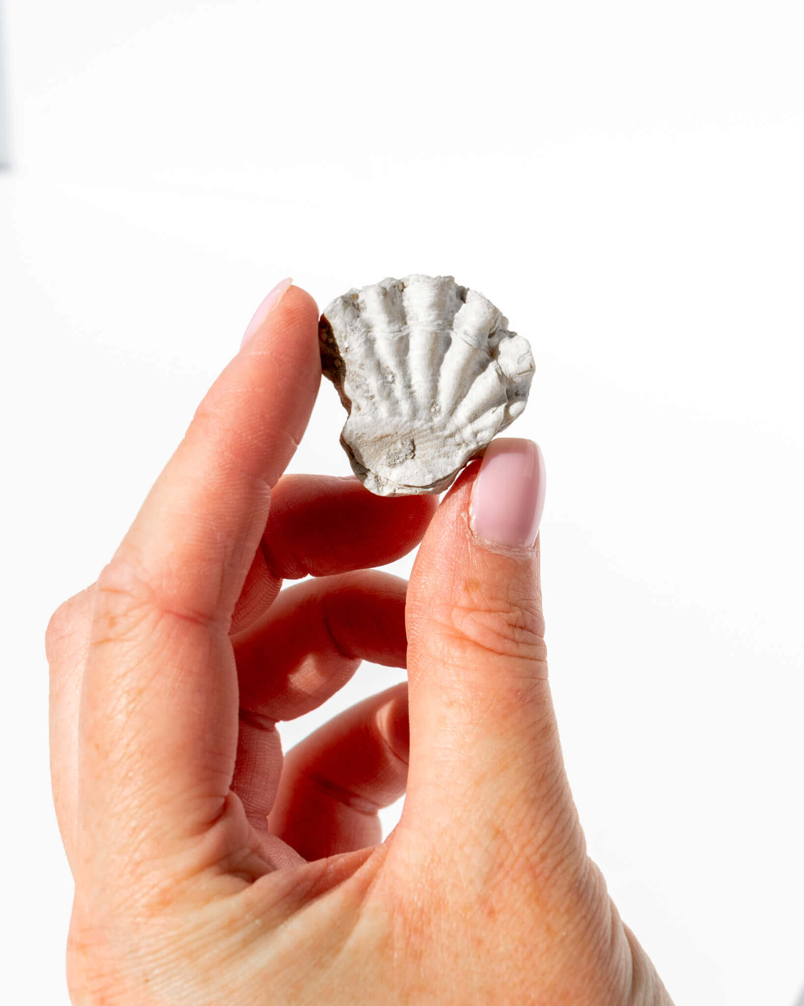 Plicatula Marginata Shell Healing Crystal