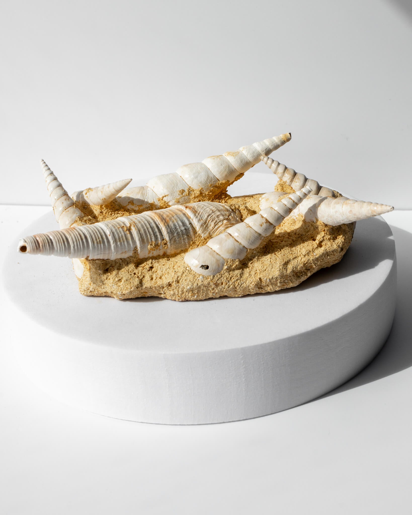 Turritella Shells on Matrix Bordeaux Healing Crystal