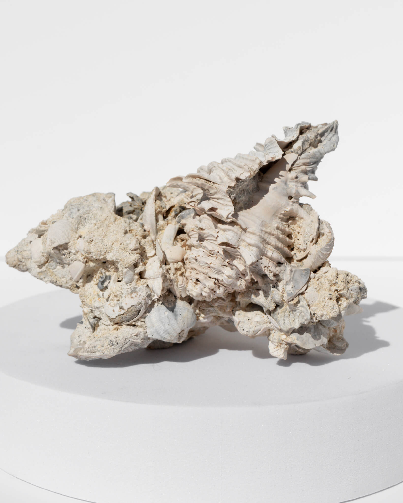 Shell Cluster on Limestone Matrix Healing Crystal