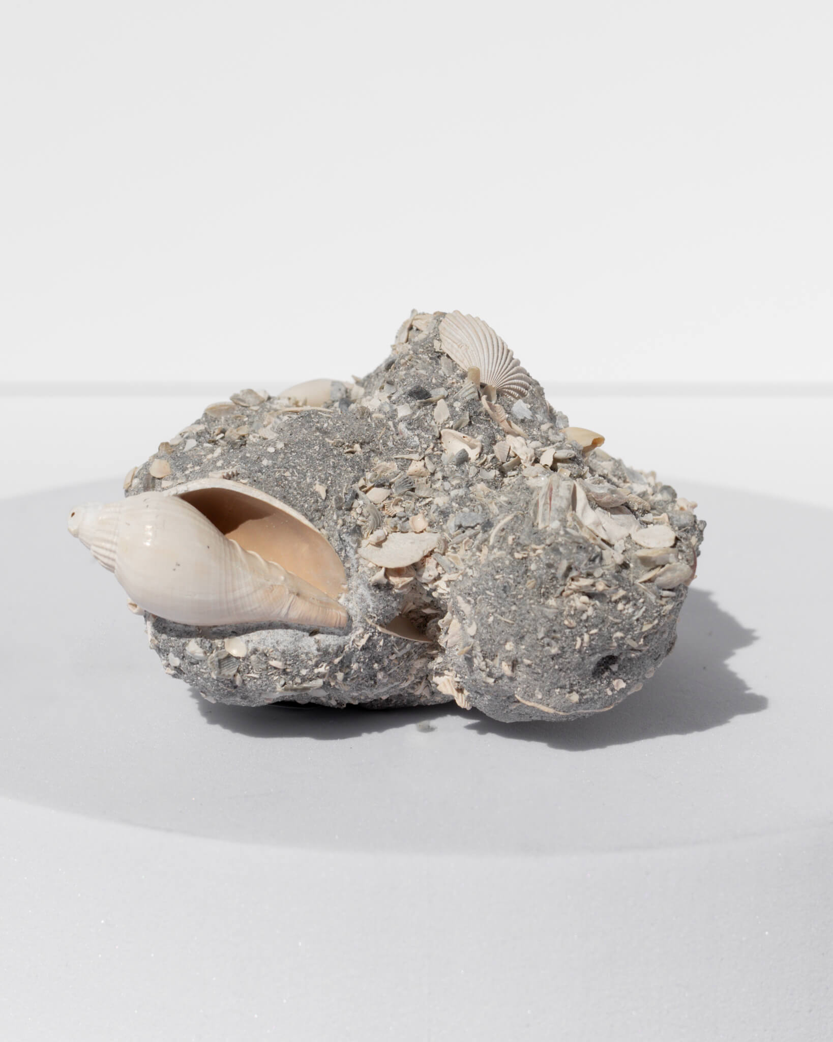 Shell Cluster on Limestone Matrix Healing Crystal