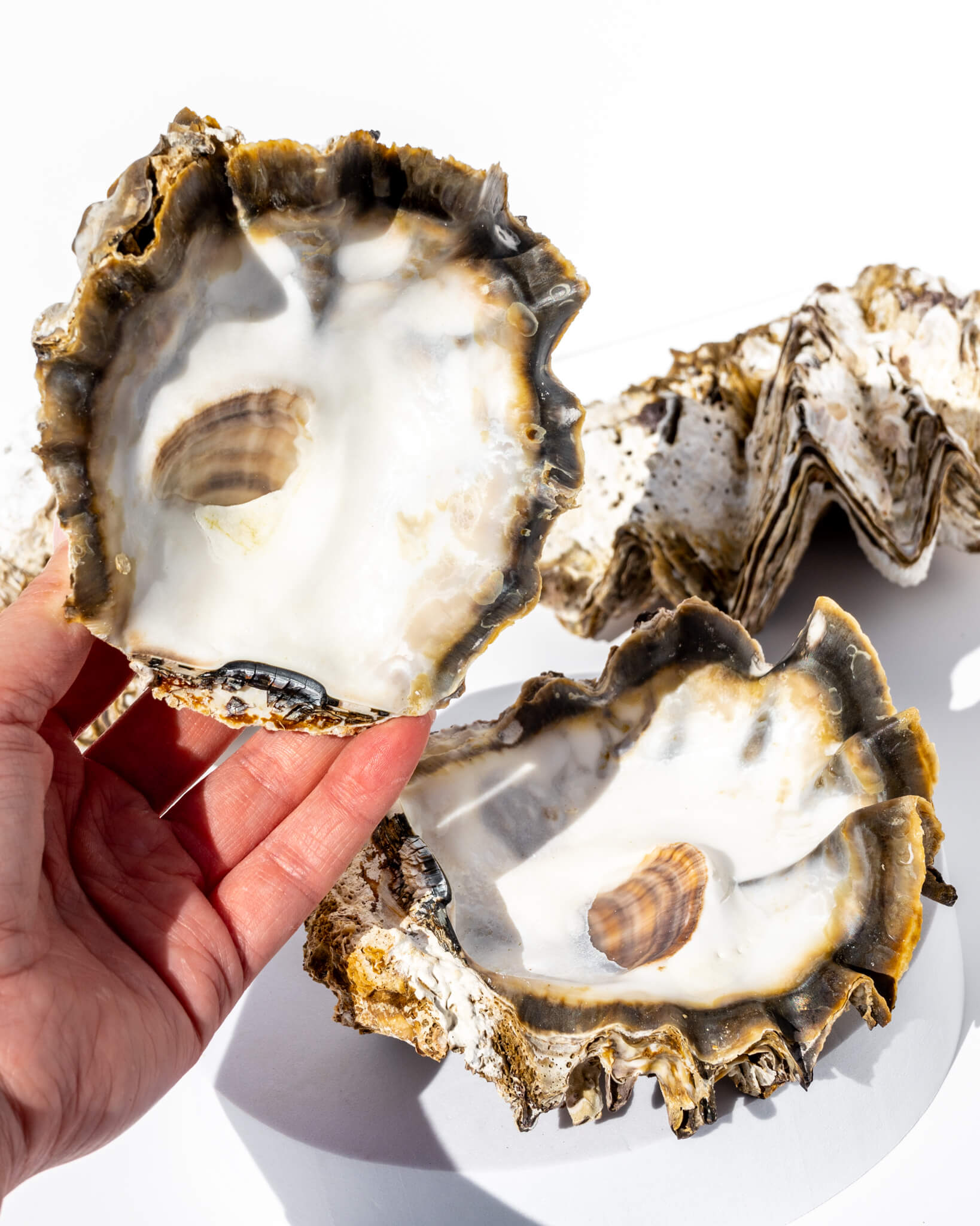 Full Oyster Shell