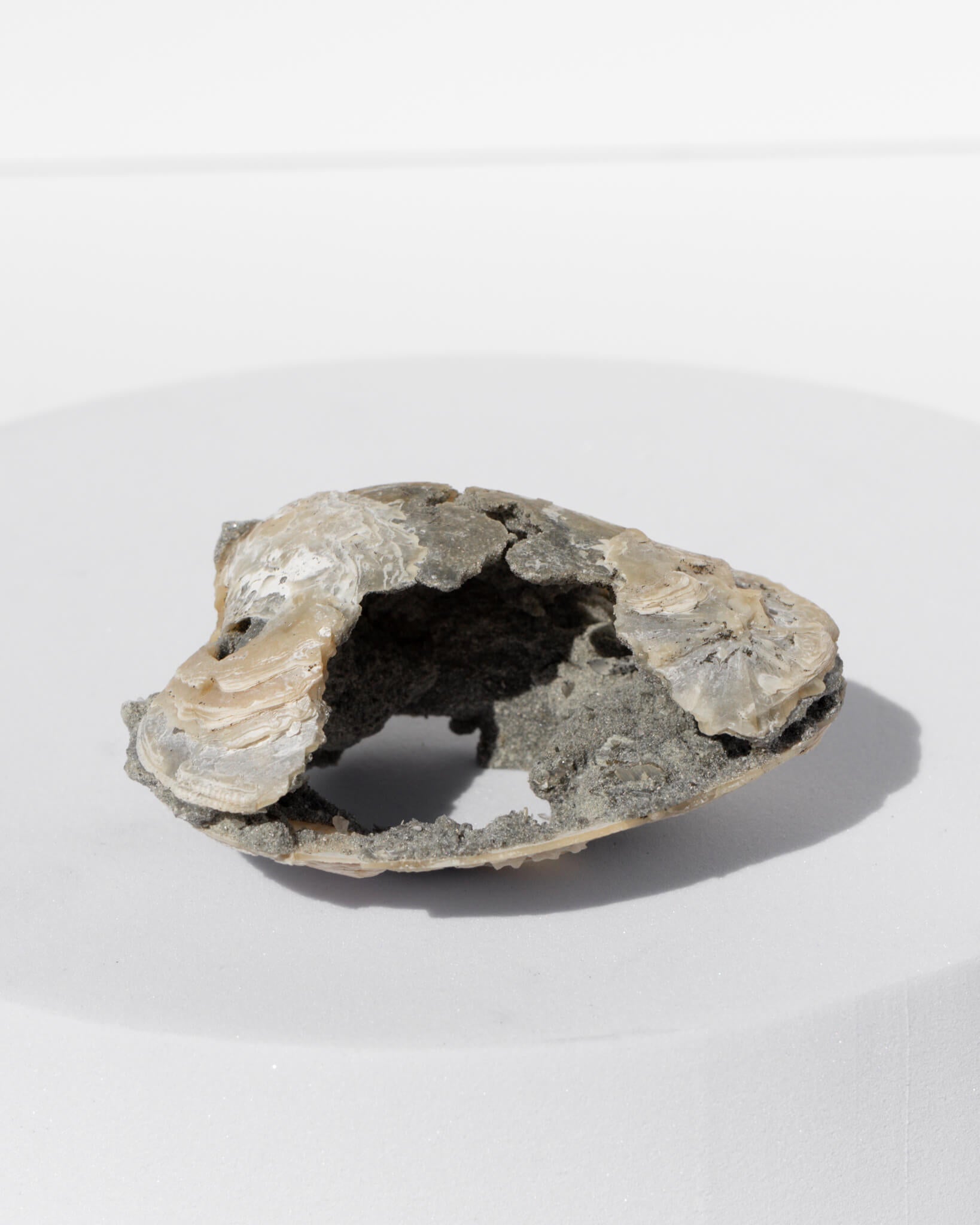 Fossilised Clam Shell With Calcite Healing Crystal