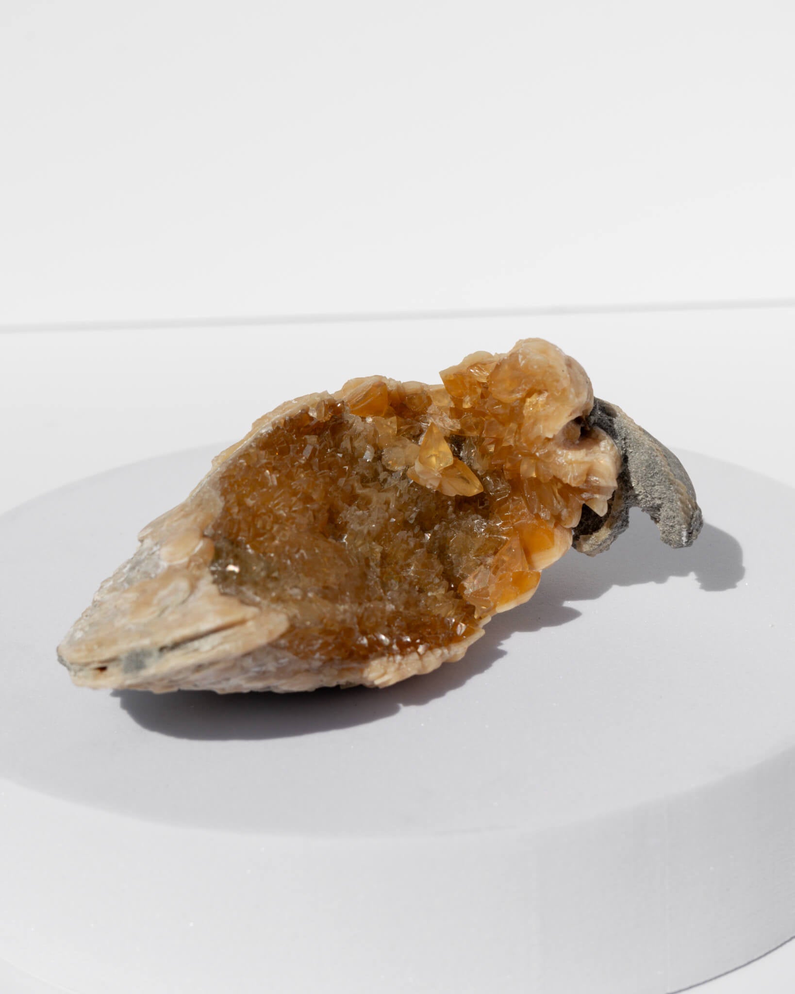 Fossilised Clam Shell With Calcite Healing Crystal