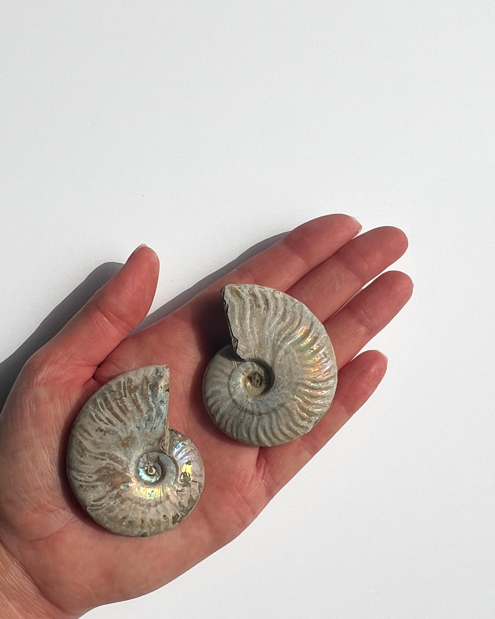 Iridescent Ammonite Fossils Healing Crystal