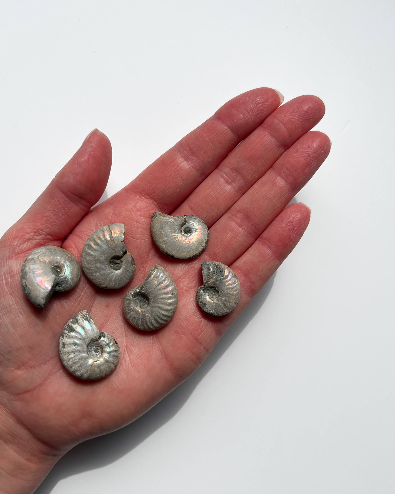 Iridescent Ammonite Fossils Healing Crystal