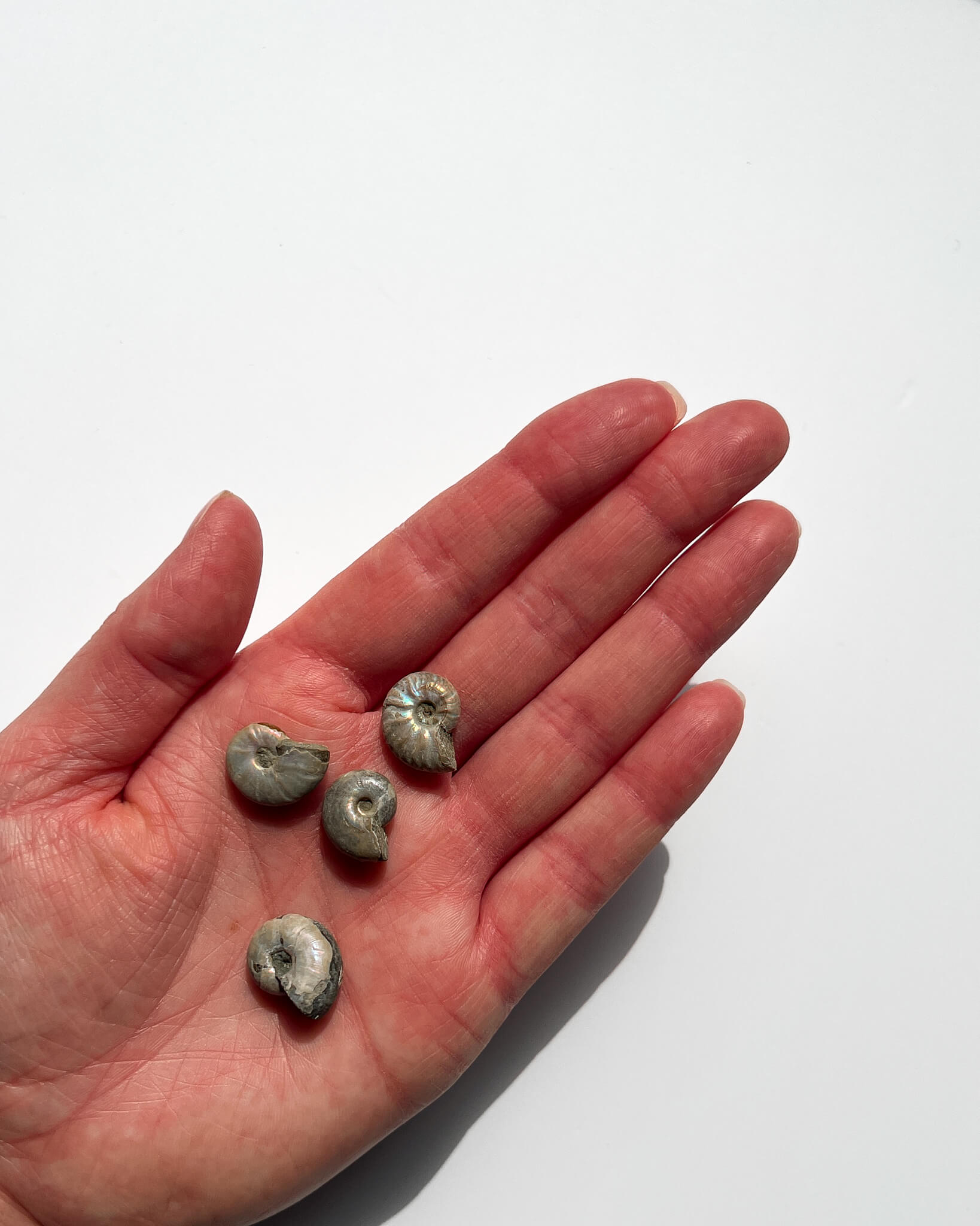 Iridescent Ammonite Fossils Healing Crystal