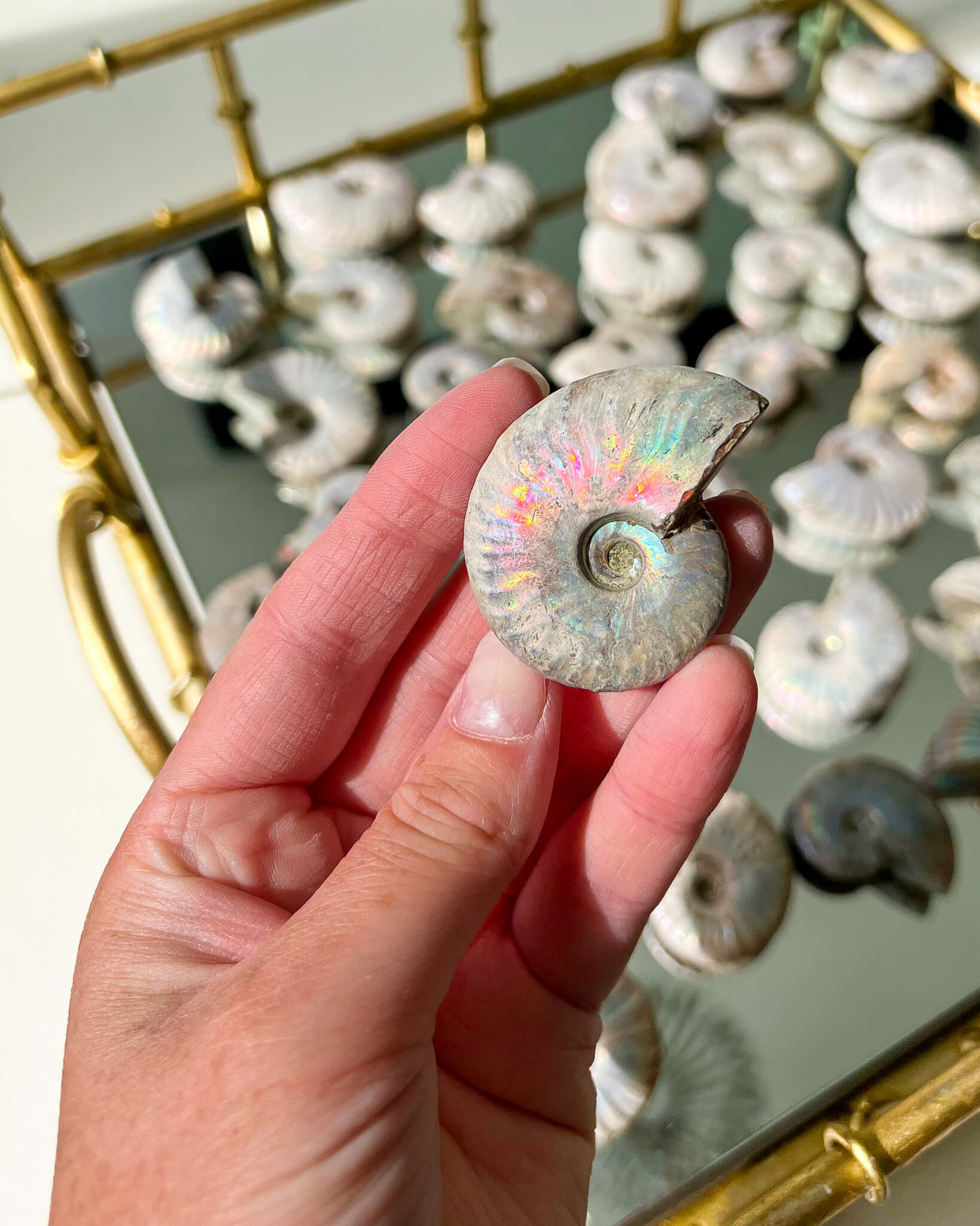 Iridescent Ammonite Fossils Healing Crystal