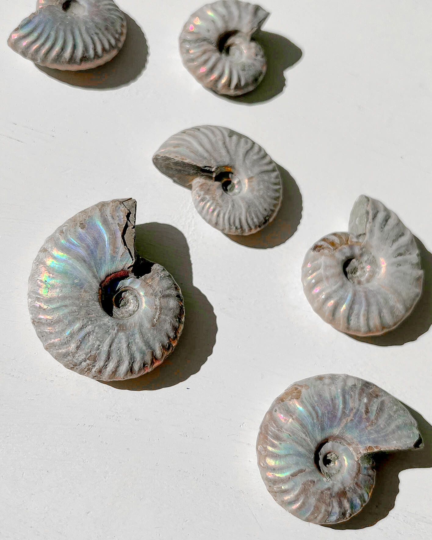 Iridescent Ammonite Fossils Healing Crystal