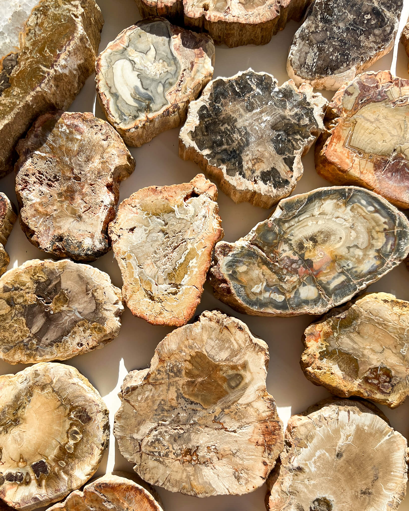 Petrified Wood Slice Healing Crystal