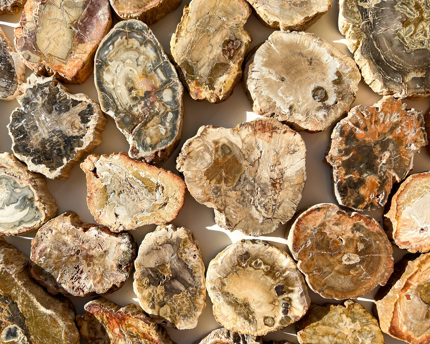 Petrified Wood Slices