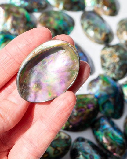Paua Abalone Shell Healing Crystal