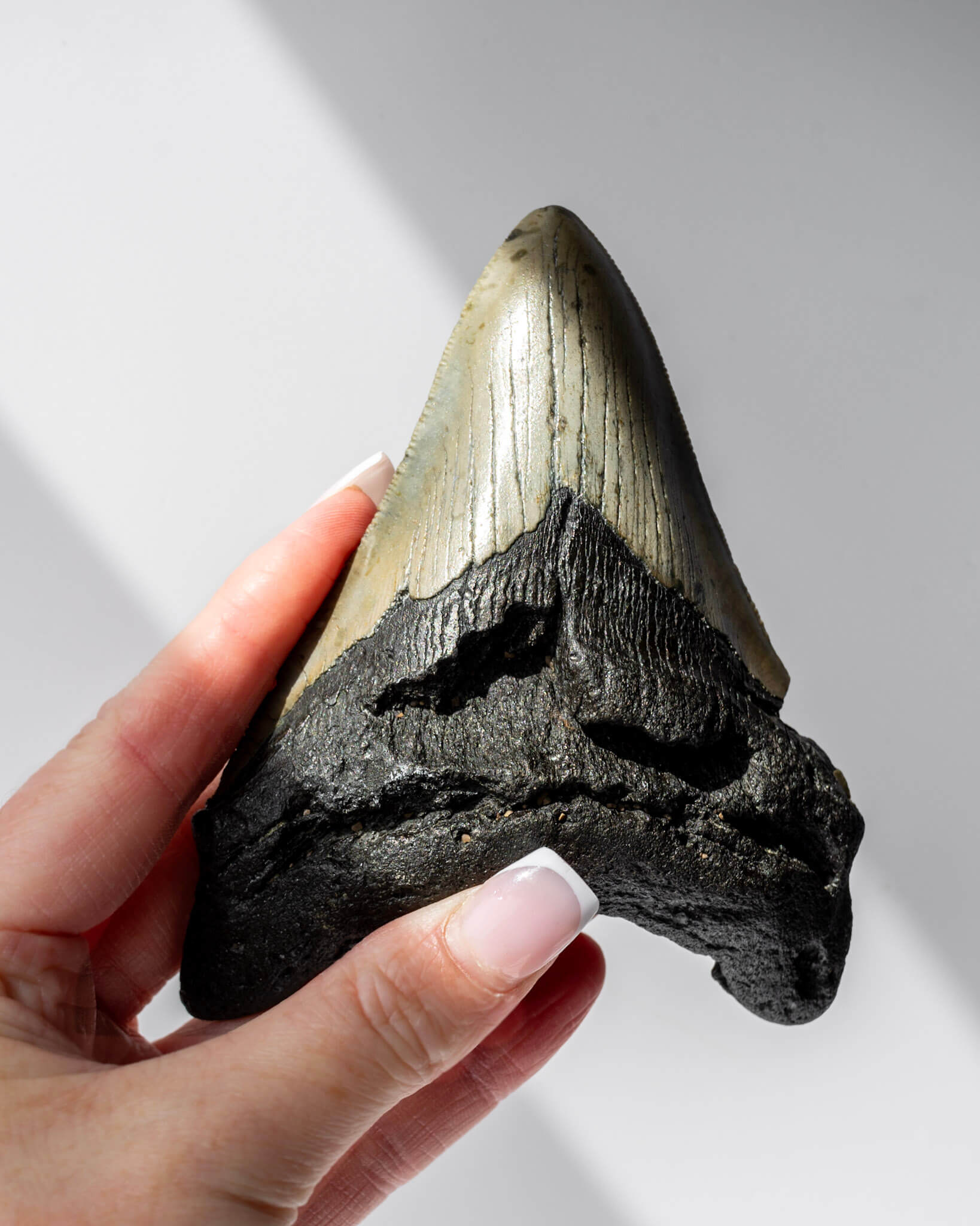 Megalodon Shark Tooth Healing Crystal