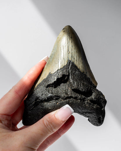 Megalodon Shark Tooth Healing Crystal