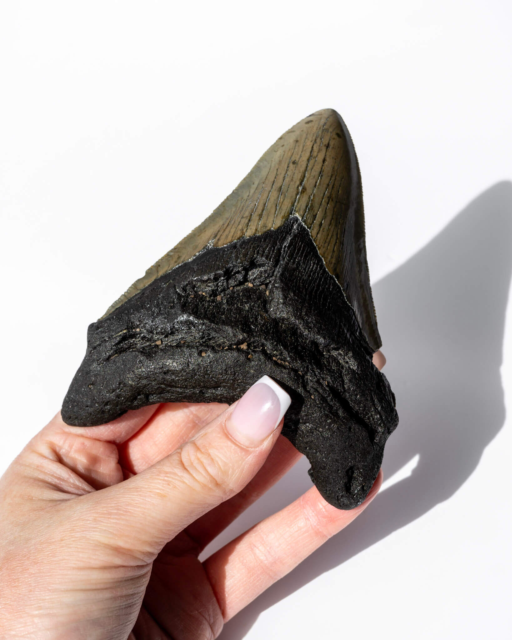Megalodon Shark Tooth Healing Crystal