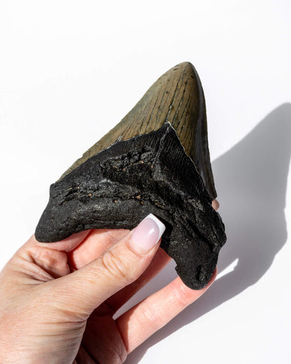 Megalodon Shark Tooth Healing Crystal