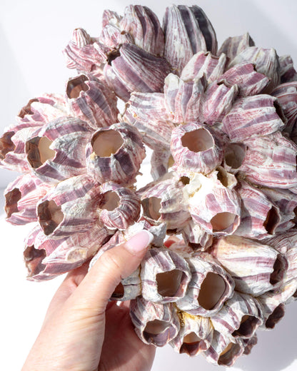 Barnacle Cluster Healing Crystal