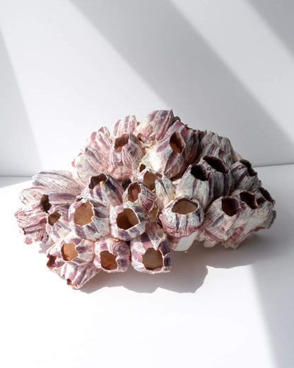 Barnacle Cluster Healing Crystal