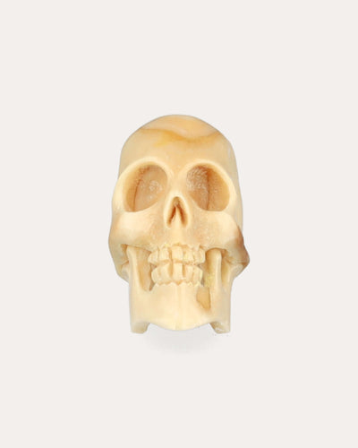 Walrus Tusk Skull