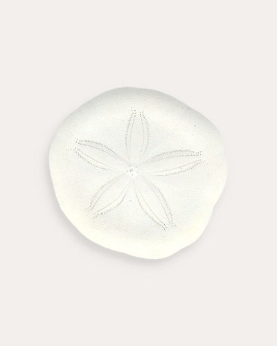 Sand Dollar