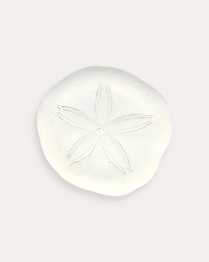 Sand Dollar