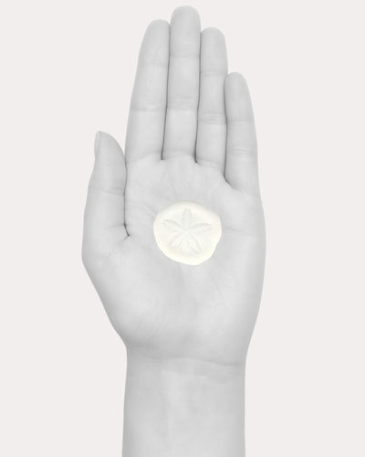 Sand Dollar