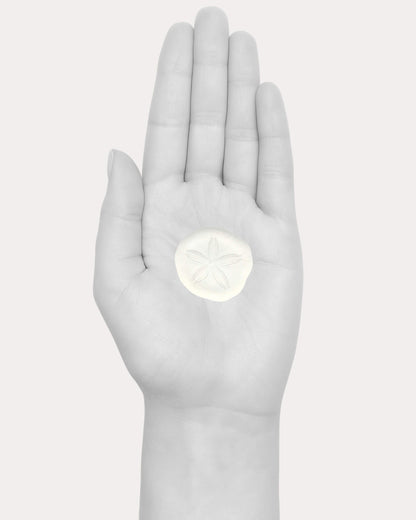 Sand Dollar