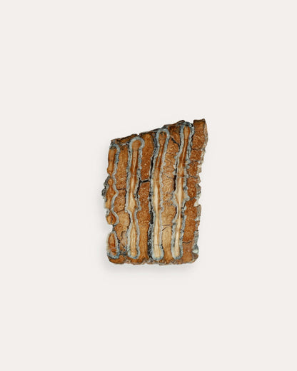 Mammoth Tooth Slice - 74