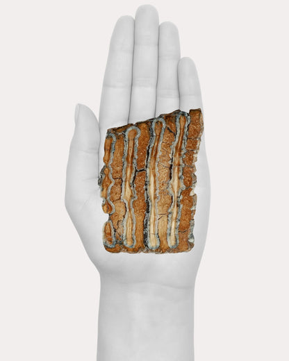 Mammoth Tooth Slice - 74