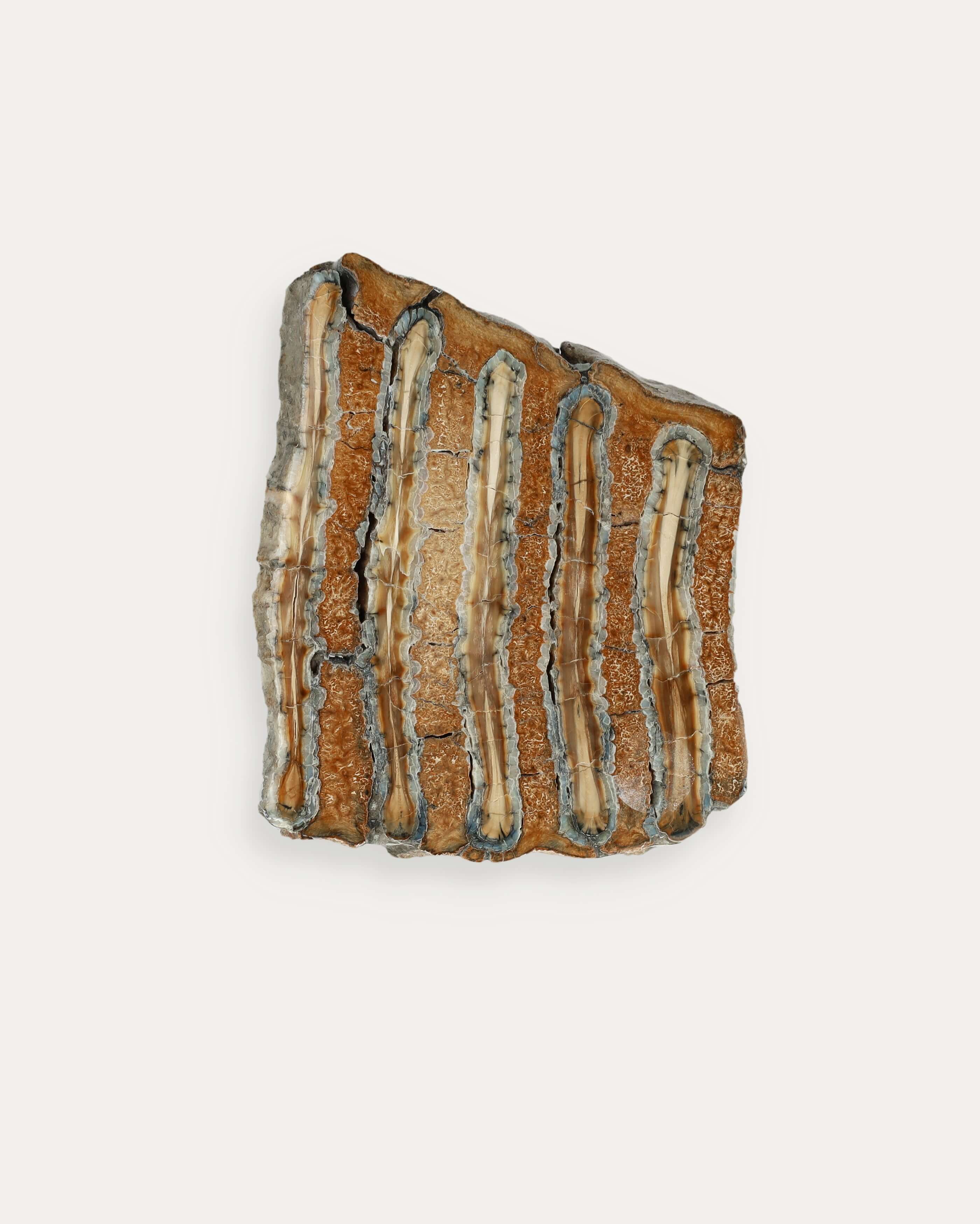 Mammoth Tooth Slice - 94