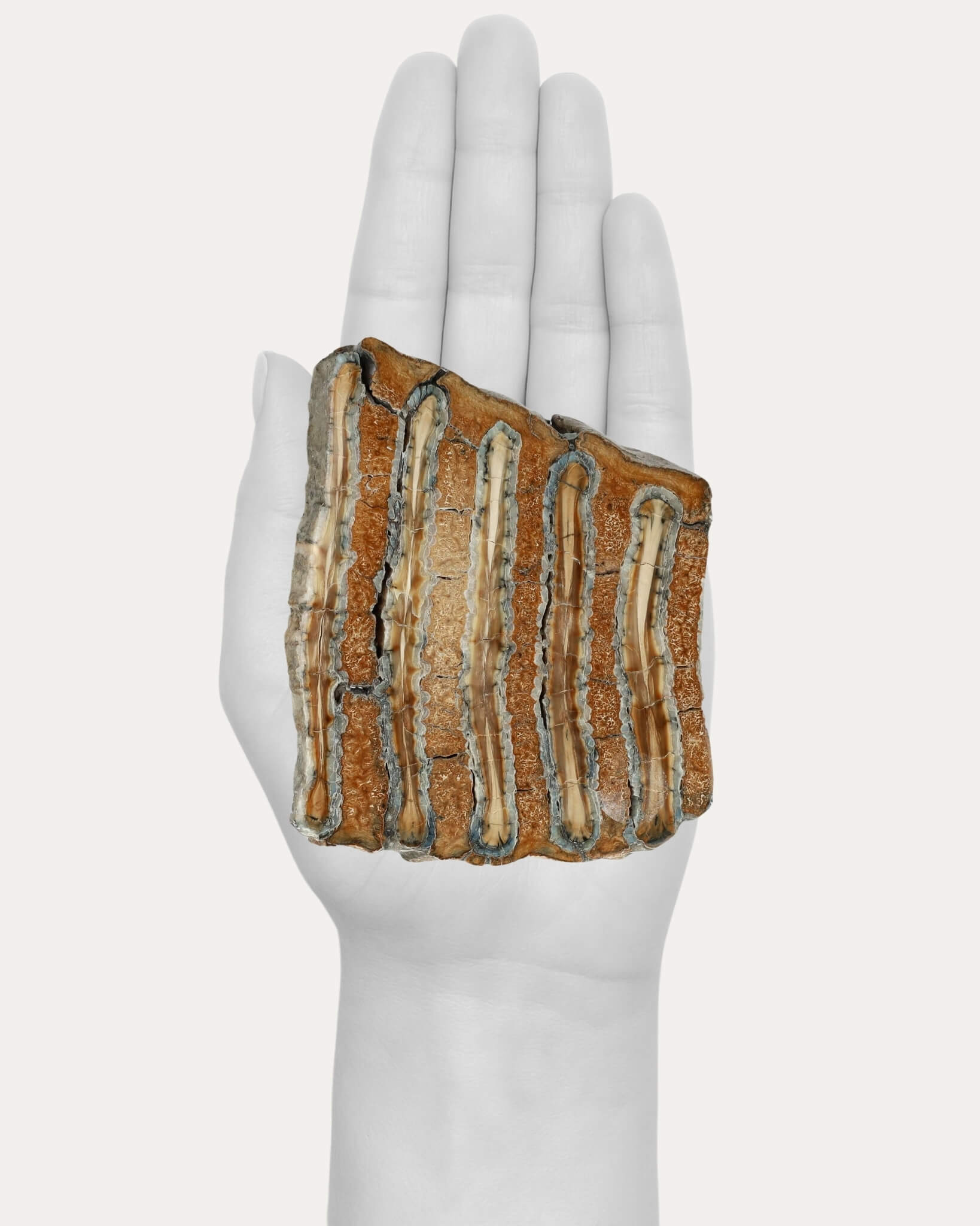 Mammoth Tooth Slice - 94