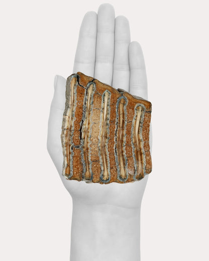 Mammoth Tooth Slice - 94