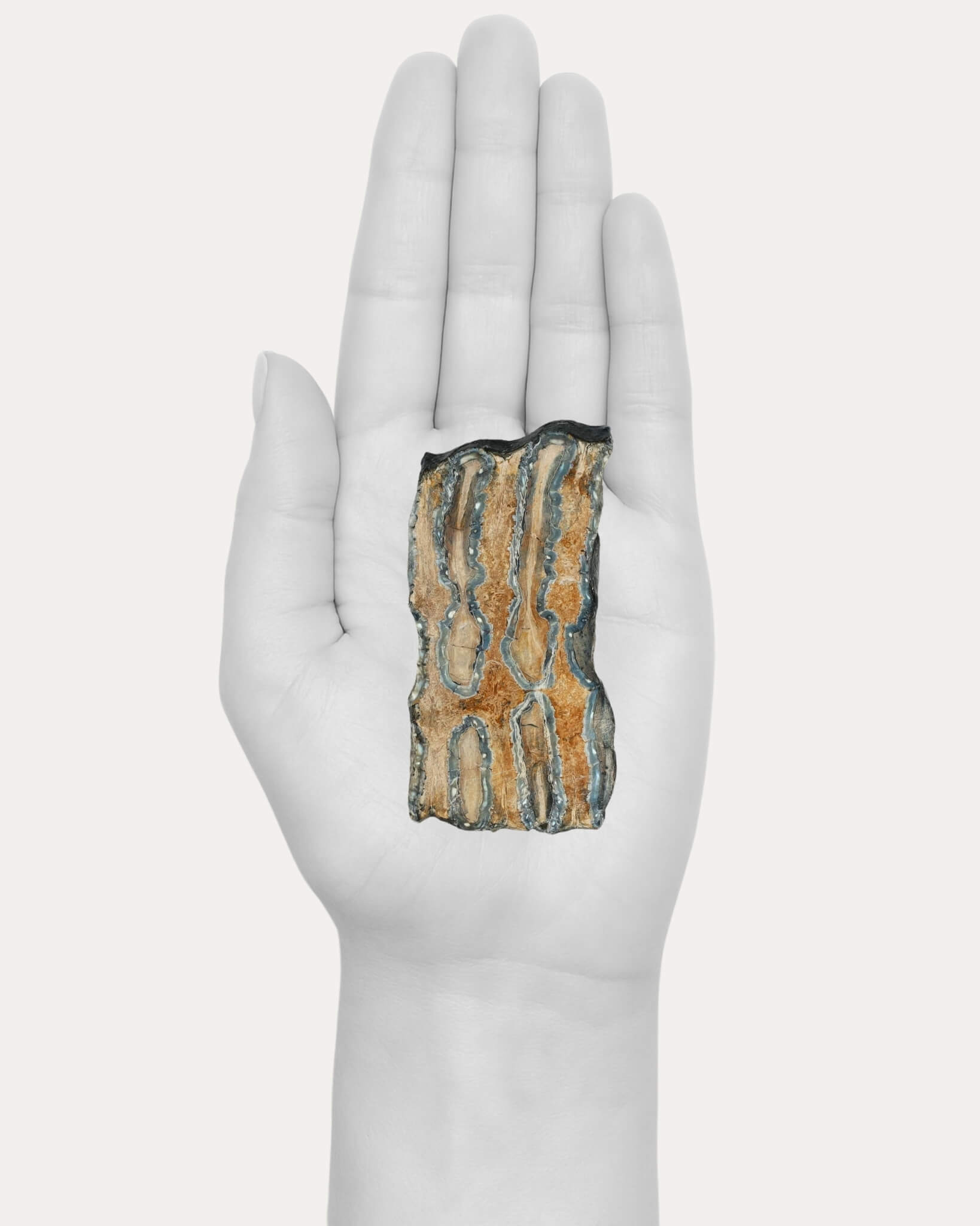 Mammoth Tooth Slice - 60