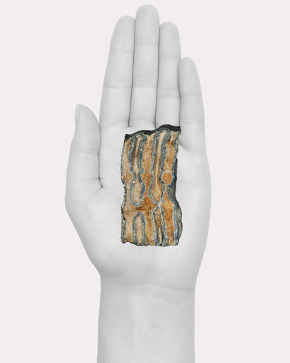 Mammoth Tooth Slice - 60