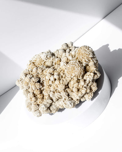 Desert Rose Cluster Healing Crystal