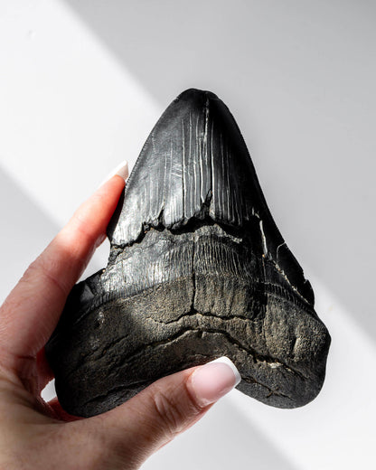 Megalodon Shark Tooth Healing Crystal