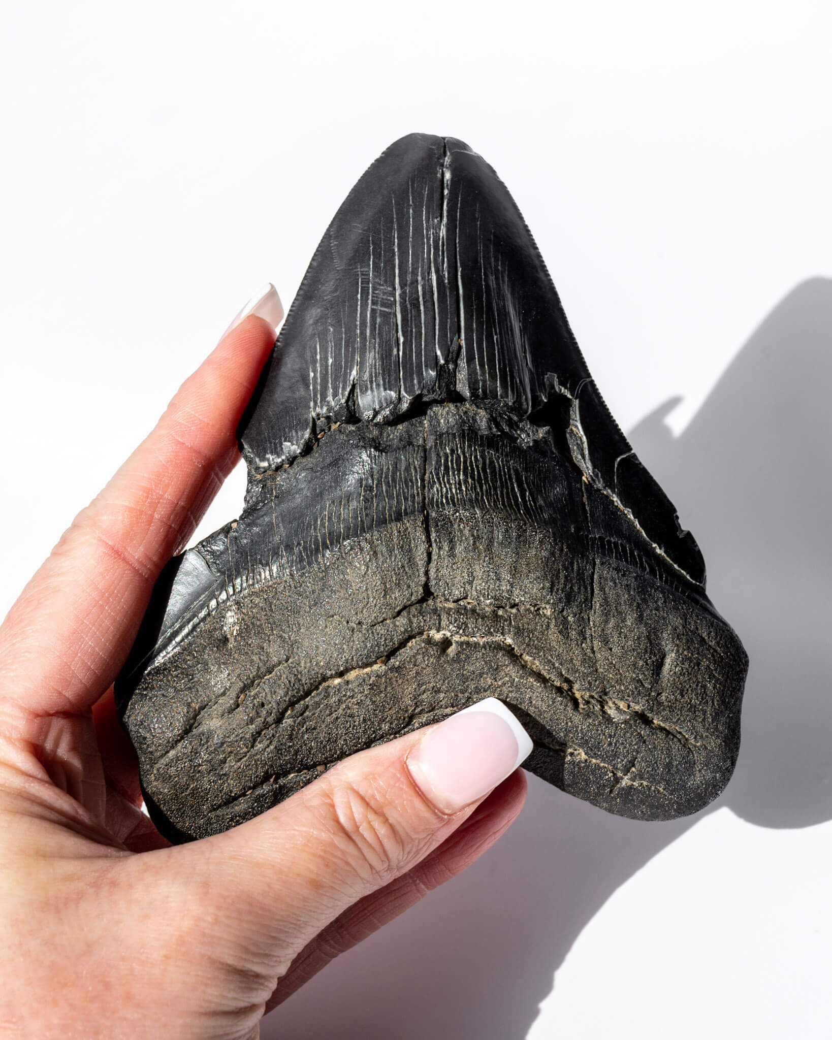 Megalodon Shark Tooth Healing Crystal