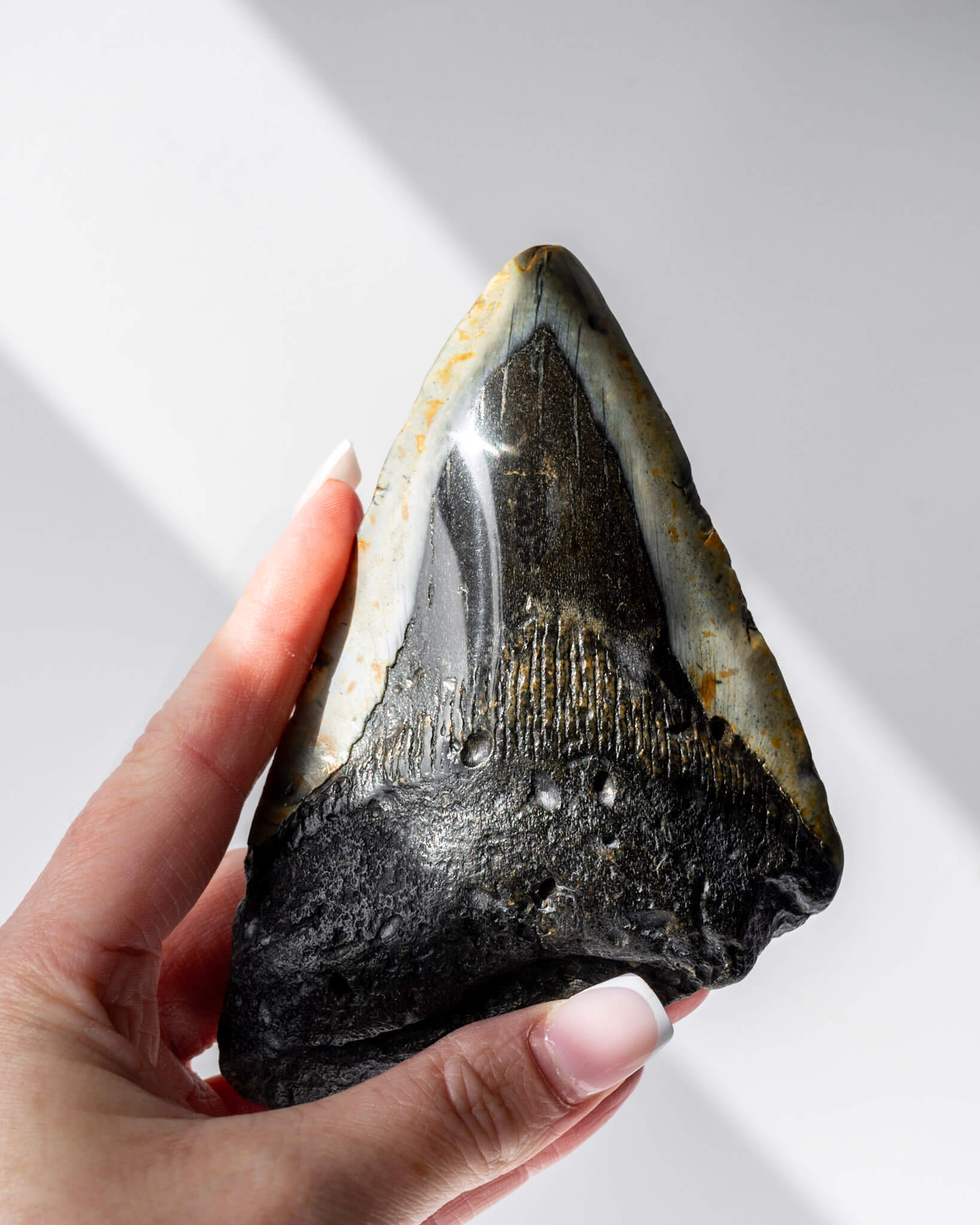 Megalodon Shark Tooth Healing Crystal