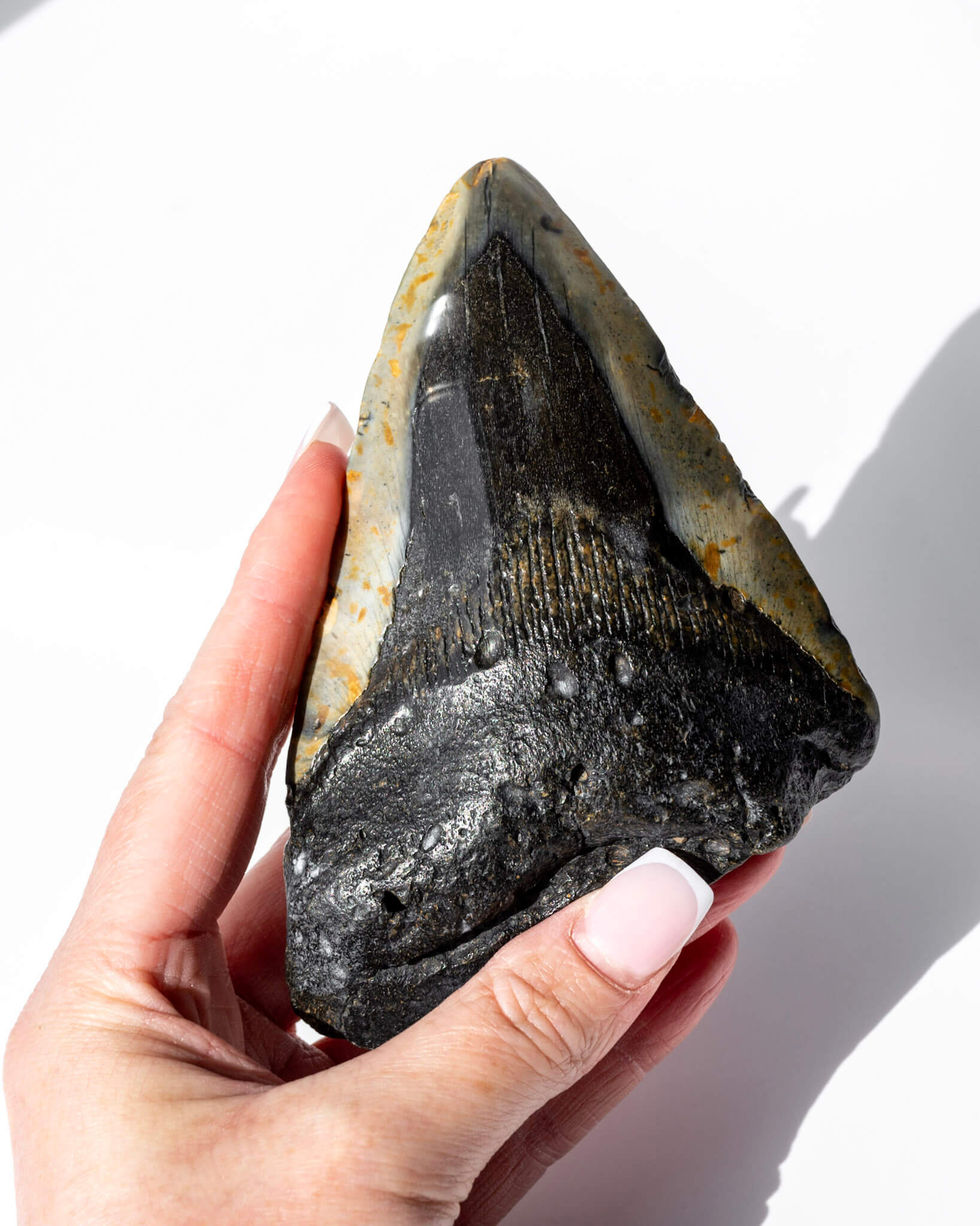 Megalodon Shark Tooth Healing Crystal