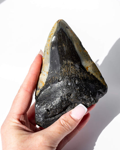 Megalodon Shark Tooth Healing Crystal
