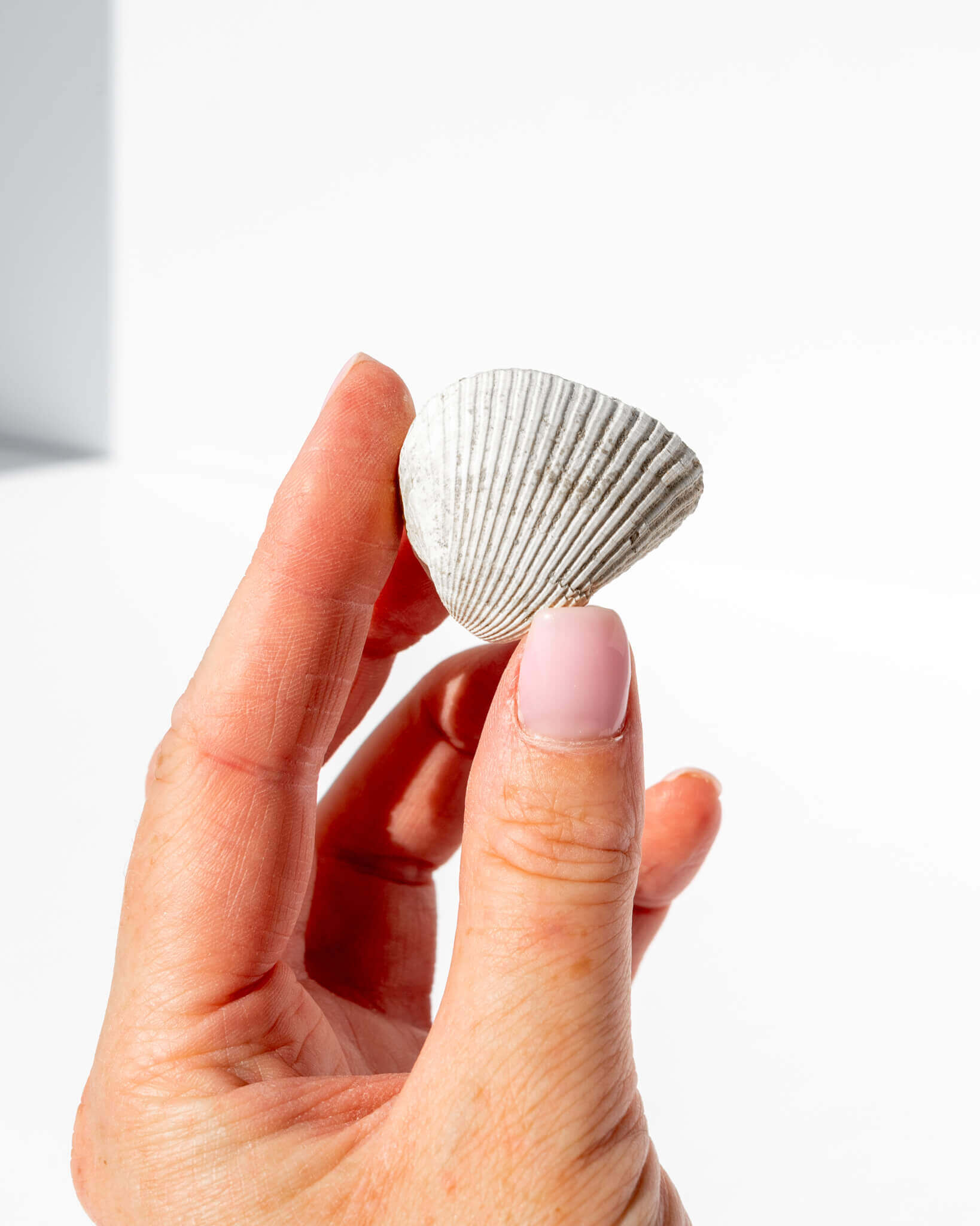 Americardia Media Piloceno Shell Healing Crystal