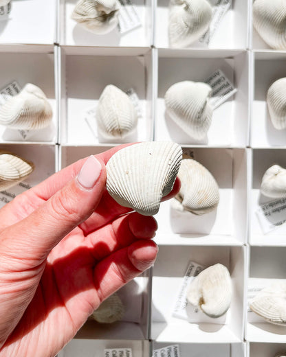 Americardia Media Piloceno Shell Healing Crystal