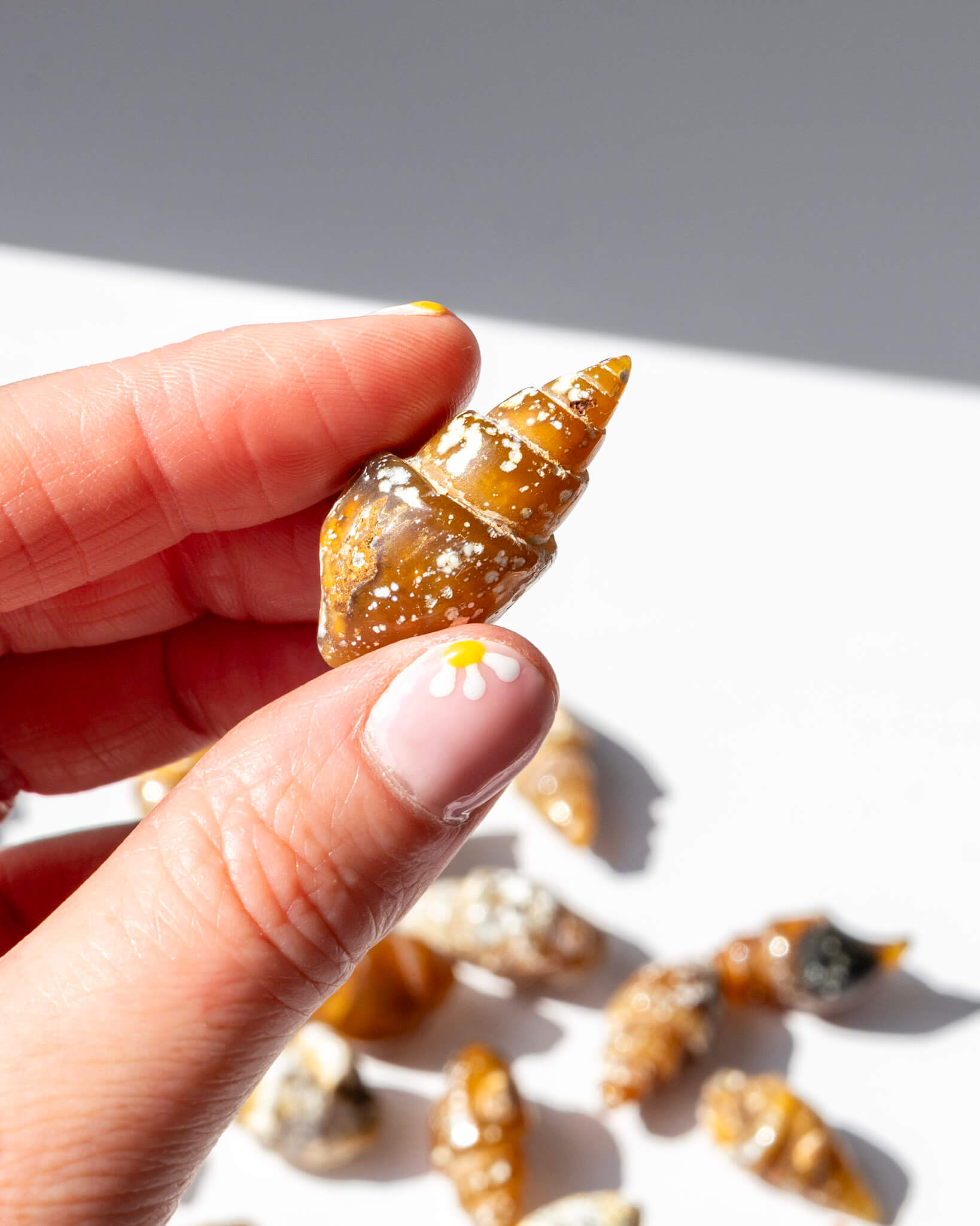 Carnelian Fossilised Shell Healing Crystal
